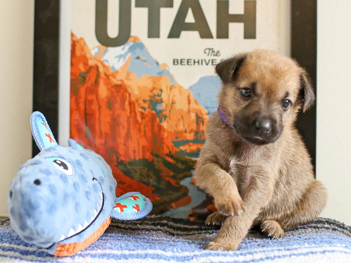 chinook puppy